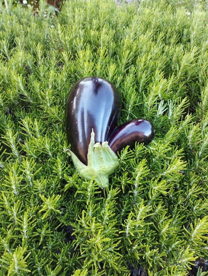 Flora Superior *